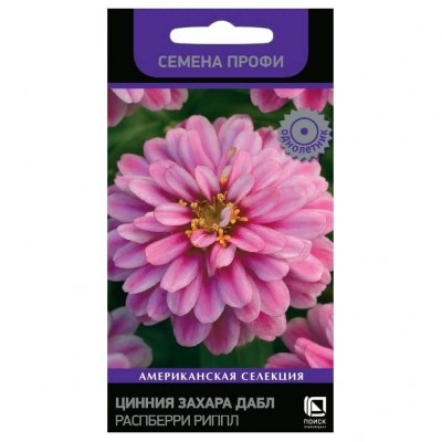 Цинния Захара Дабл Распберри Риппл (Семена Профи) (ЦВ) ("1) 5 шт